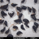 The seeds used for dating the footprints